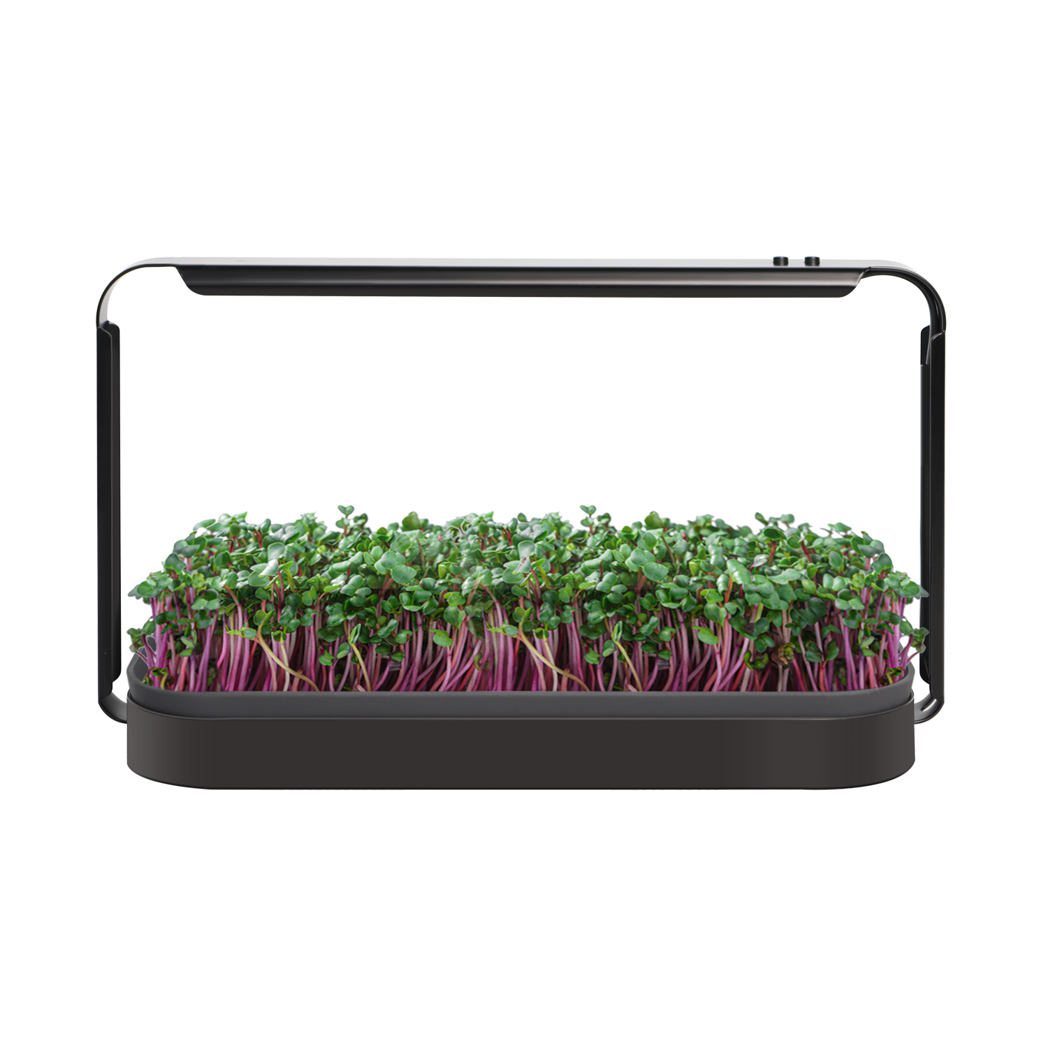 MicroGreen Garden til dyrkning af mikrogrønt indendørs