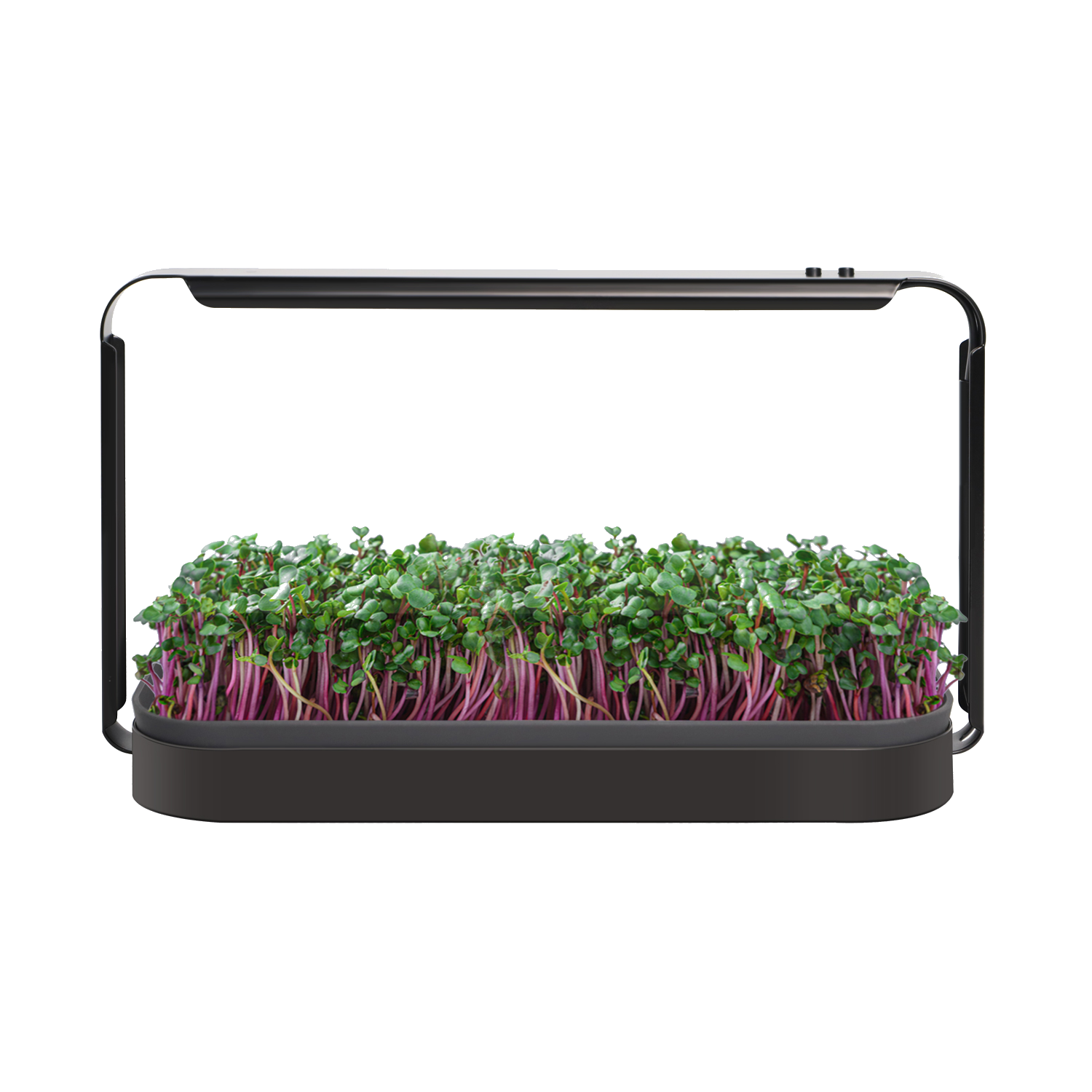 MicroGreen Garden med mikrogrønt