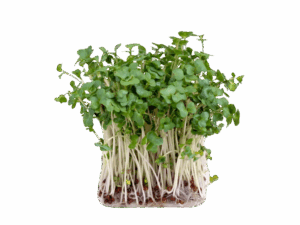 Broccoli Calab