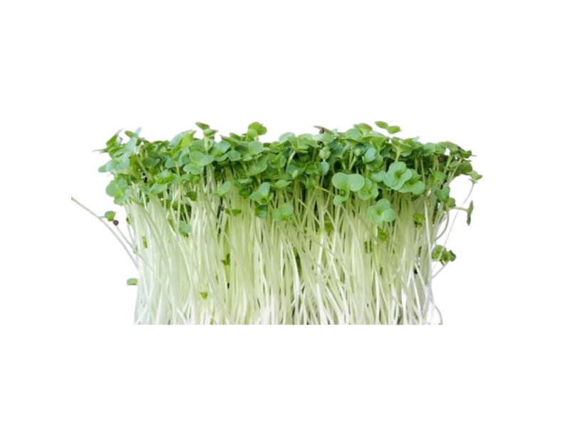 Broccoli mikrogrønt