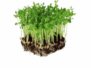 Øko Ærtefrø for mikrogrønt
