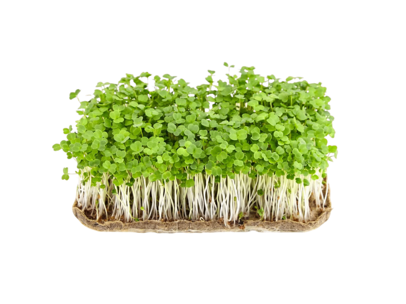 Rucola mikrogrønt