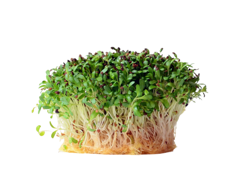 Alfalfa lucerne spirer
